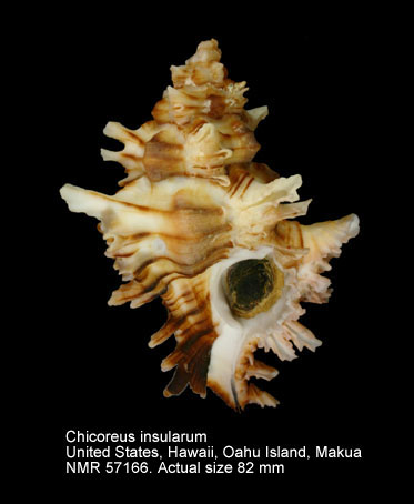 Chicoreus insularum.jpg - Chicoreus insularum(Pilsbry,1921)